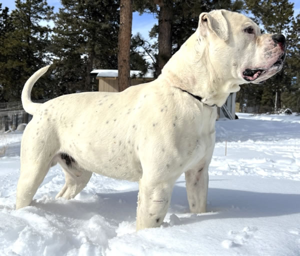 American Bulldog Bully the Bulldozer