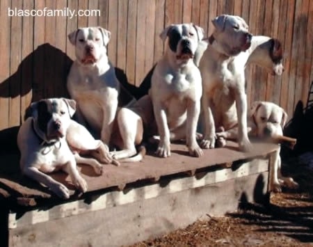 American Bulldogs, Colorado