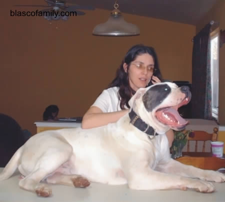 Working American Bulldog