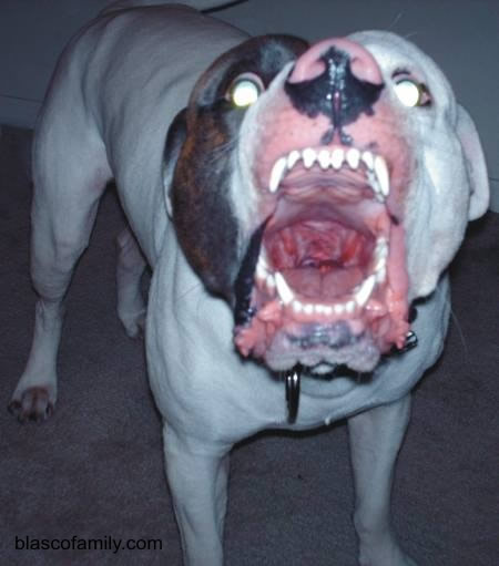 Protection Trained Hybrid American Bulldog Guard Dog