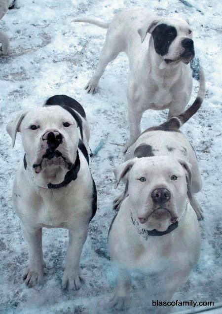 American Bulldogs