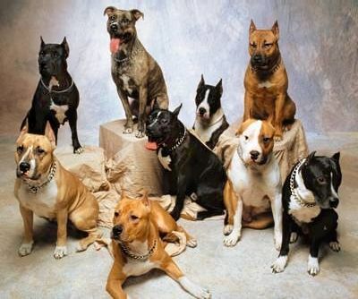 Group of Modern Pitbulls