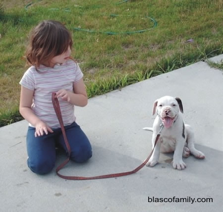 Bully type American Bulldog puppy, Mambo the Mama's Boy with Abi